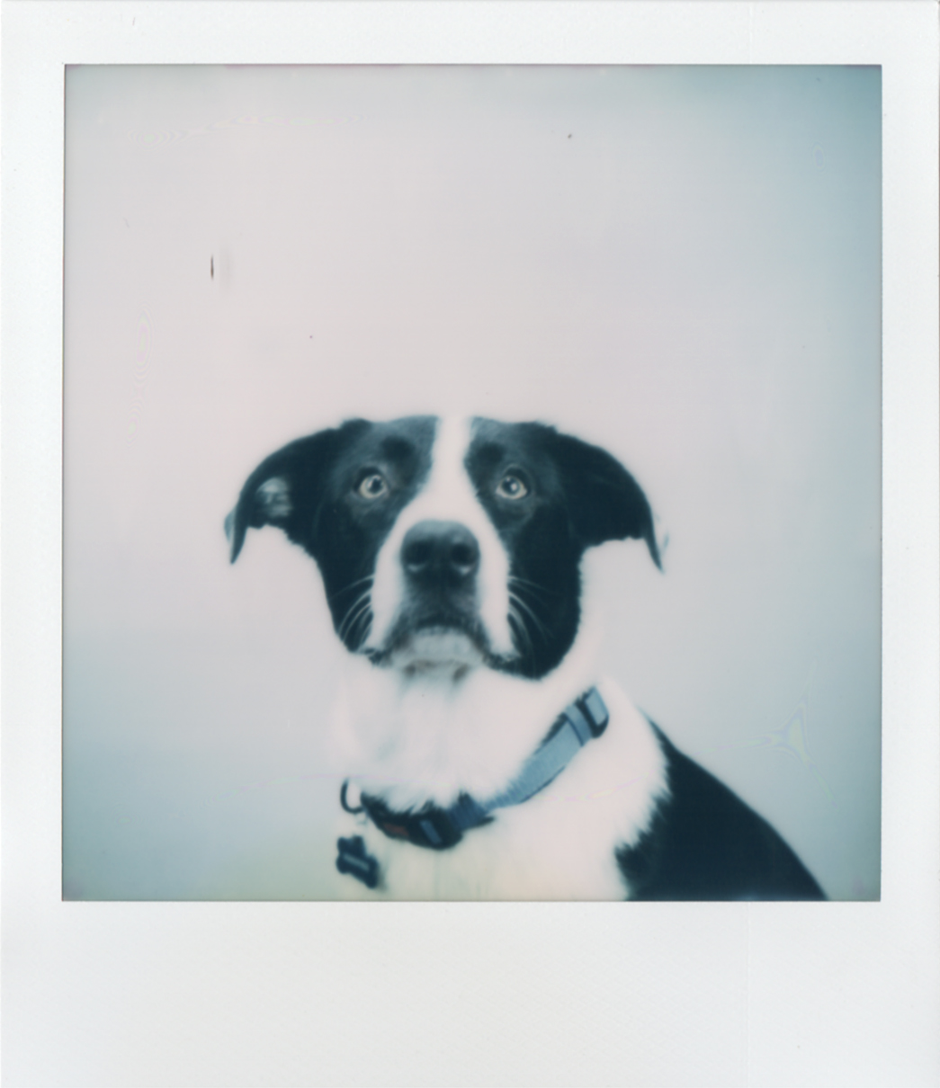 Cooper